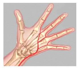 It supplies blood flow to the front of the hand, fingers and thumb. (Refer fig.