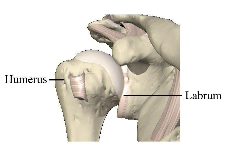 These muscles originate from your shoulder blade and their tendons form a hood covering the ball of your shoulder joint. The shoulder is a ball and socket joint.