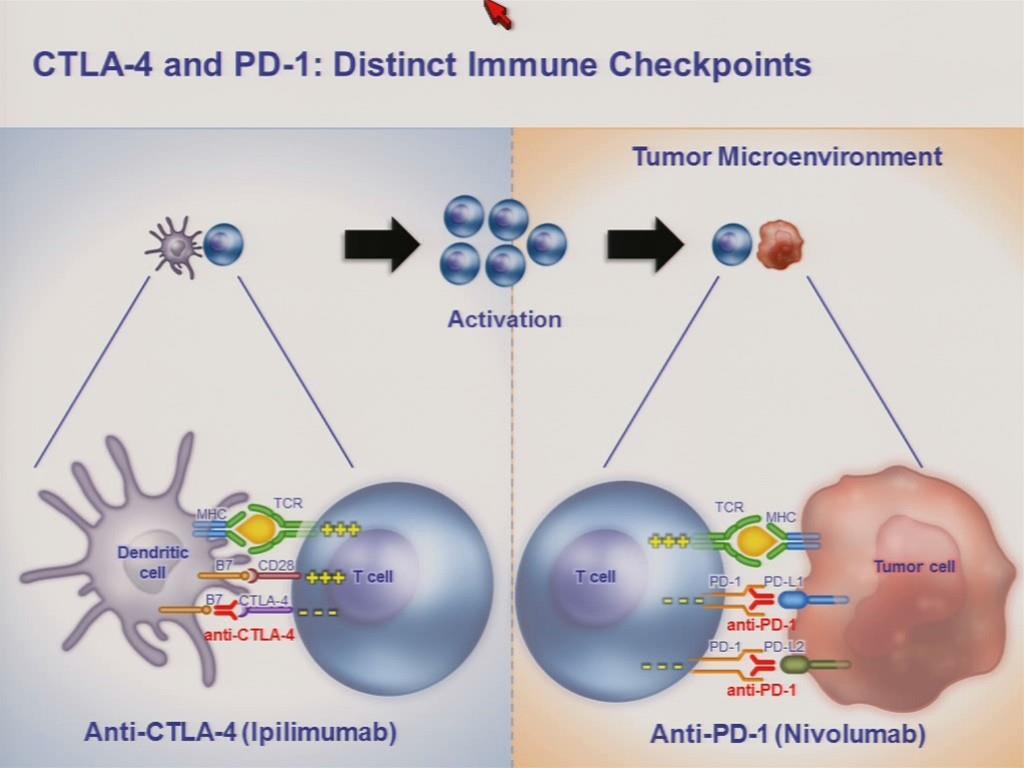 Immuno-oncology cycle Anti-CTLA-4 Anti-PD-1/PD-L1