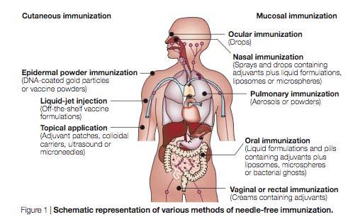 Mitragotri. Immunization without needles. Nat Rev Immunol (2005) vol.