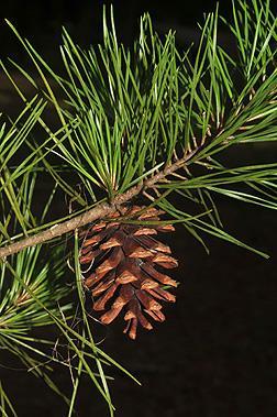 Background Common names: spruce pine, cedar pine or walter pine.