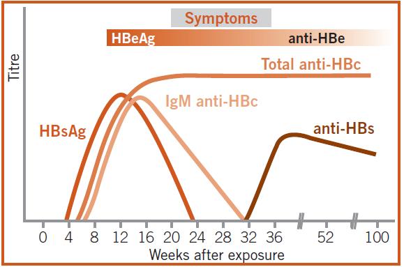 Serological pattern of acute HBV infection 31