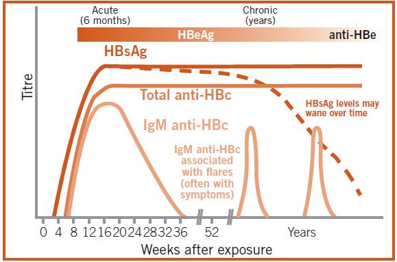Serological pattern of chronic HBV infection 36