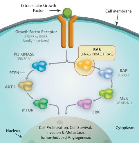 MRTX849 KRAS G12C Inhibitor KRAS: The Holy Grail of Mutated Oncogene Targets KRAS Signaling Drives Growth and Survival KRAS: The Most Frequently Mutated Gene in Human Cancer KRAS Mutations are