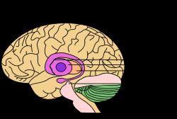What causes the motor symptoms of PD? http://upload.wikimedia.org/wikipedia/commons/thu mb/1/1b/basal_ganglia_and_related_structures.