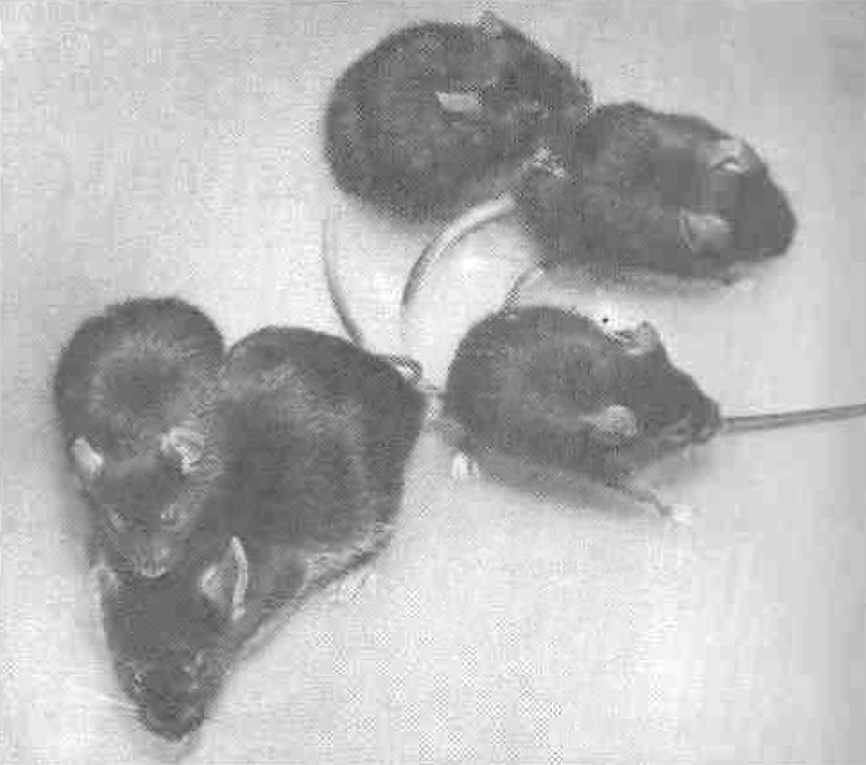 10. The photograph shows a mouse of normal size together with some dwarf mice. A gene controls whether a mouse is normal in size or dwarf. This gene has two alleles.