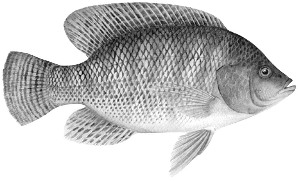 13. Fish farms produce large numbers of fish as food for humans. The fish are kept in ponds and fed a diet that includes lipids and vitamin D. The picture shows one type of fish that is farmed.