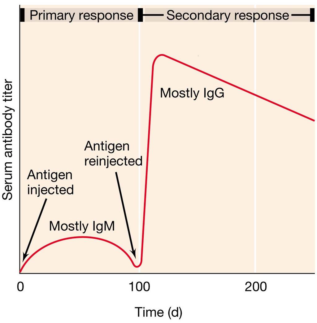 The secondary response, also called a booster response, may be more than tenfold greater than the primary