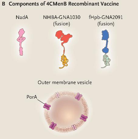 MenB-4C vaccine