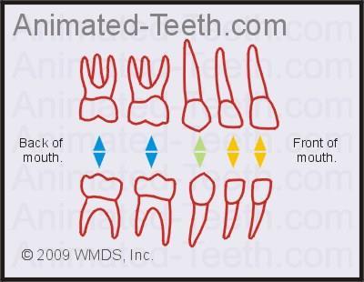 Primary (Deciduous) Teeth Gold =