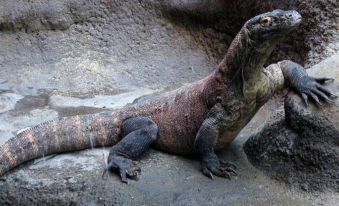6. Asexual and sexual reproduction are two different processes. Figure 4 shows a komodo dragon, which can reproduce both sexually and asexually.