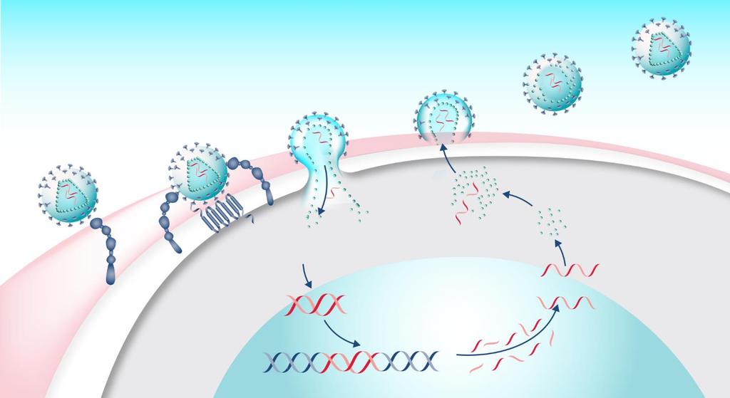 Targeting the HIV life-cycle NEW HIV VIRON MATURATION CO-RECEPTOR BINDING FUSION BUDDING CD4 BINDING ssrna Assembly HIV viron Reverse transcription of viral RNA genome Translation gp120 CD4 Chemokine