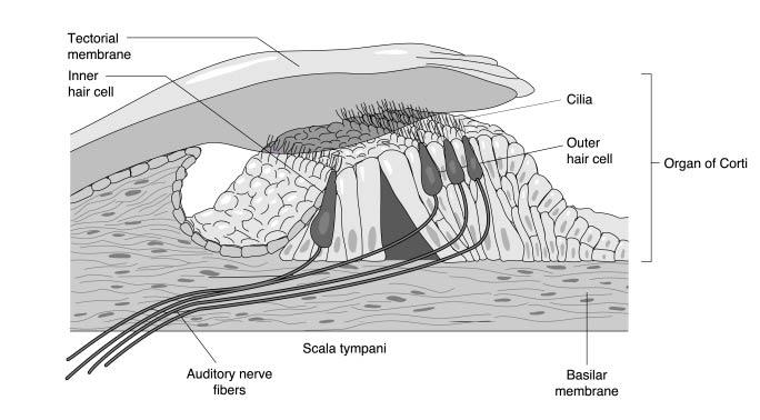 Basilar membrane The tectorial membrane runs parallel to the basilar membrane, so when the