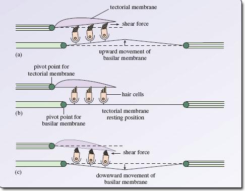 membrane The hair cell transforms the shearing (mechanical) forces into an electrical (neural)