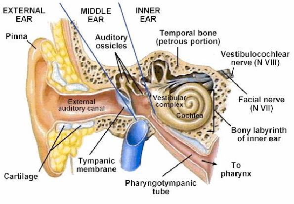 Ear Anatomy 1. Outer ear: Funnels sounds / amplifies 2.