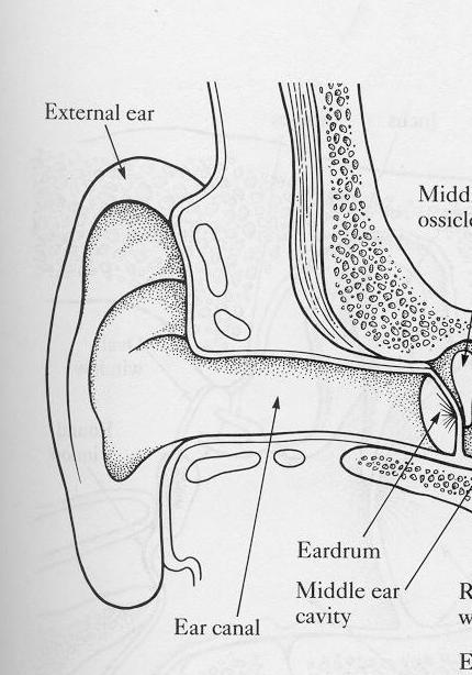 Ear Anatomy Outer ear 1. Pinna (external ear) : channel sounds into ear and aids in localization 2. Ear canal : 2.5 cm. Resonates ~ 3000 Hz 3. Eardrum (tympanic membrane) 1.