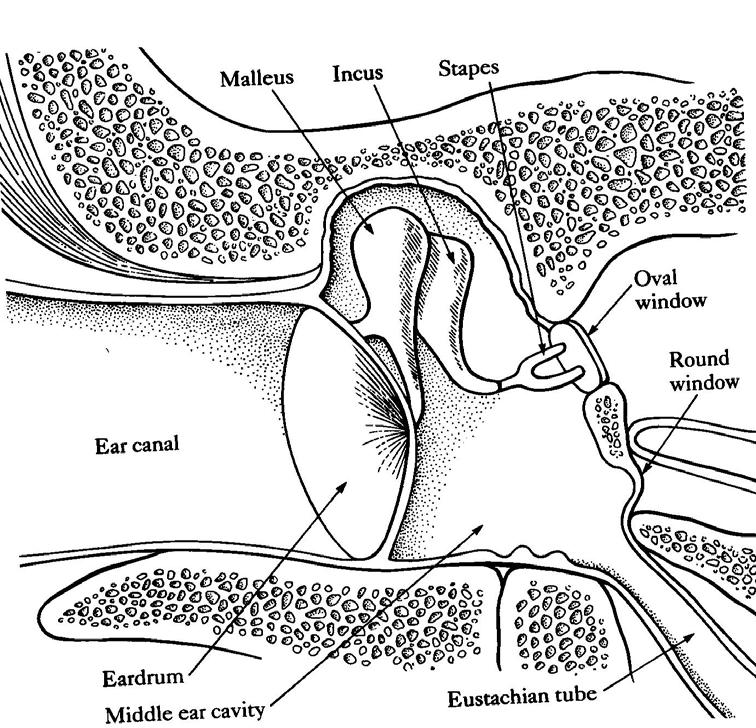 Ear Anatomy Middle ear Ear drum: hard membrane. 0.1 mm thick. Flex on edges. Vibrates under sound waves. Hammer (Malleus). Stirrup (Stapes).