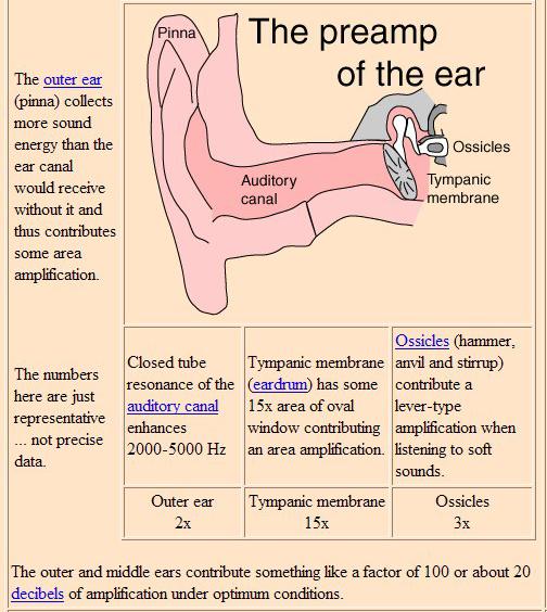 Outer/middle ear amplification/filtering Allows better reception from sounds in front than back of listener ~15 db Together, there is a peak increase of