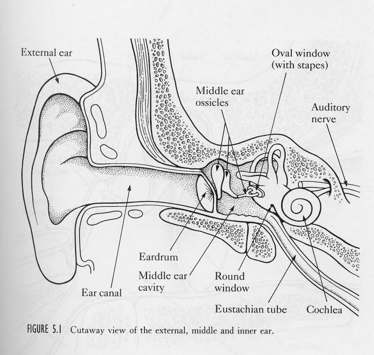 Ear Anatomy Inner ear The inner ear can be divided into three parts: the semicircular canals, the vestibule the cochlea The semicircular canals and the vestibule affect the sense of balance