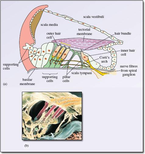contained in hairlined Basilar membrane Whenever it vibrates, the membrane converts mechanical signal into neural