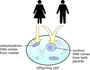 Mitochondrial disorders Mitochondria contain several copies of their own genetic material (mitochondrial DNA) Only