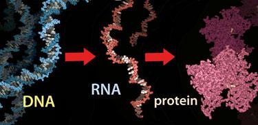 Products of genes are specific proteins