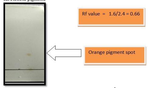 Fig. 5 clearly showed that Rf value was 0.66 which indicate the nature of carotenoid pigment. Fig.