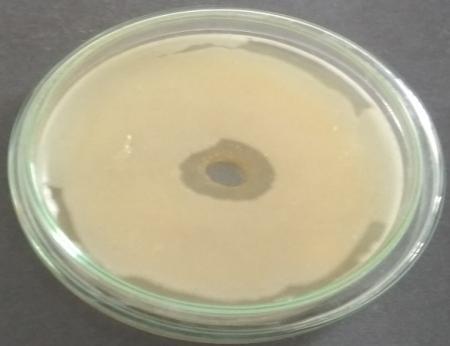 7 Antibacterial activity of pigmnet against S.aureus E.coli (c) B. subtilis (c) Antioxidant activity 1.
