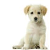 Dog N utrition Puppy An excellent nutrient rich diet that is both energy dense and highly palatable.