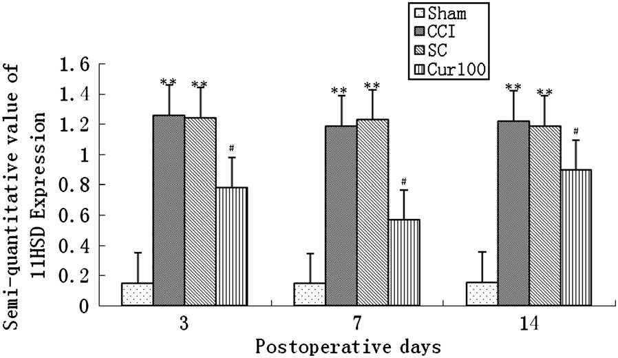 Pain Ther (2014) 3:59 69 65 Fig. 7 Effect of curcumin on the expression of 11bHSD1 in dorsal root ganglion after CCI operation (mean ± SD, n = 6). **P\0.01 vs. Sham group; # P\0.05 vs. CCI group.
