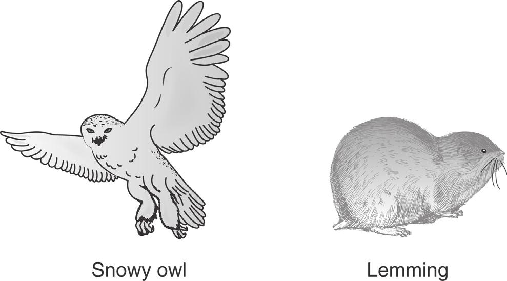 11 Bylot Island is in the Arctic. Not many animal species live on Bylot Island. Two species that do live there are snowy owls and lemmings as shown in Figure 11.