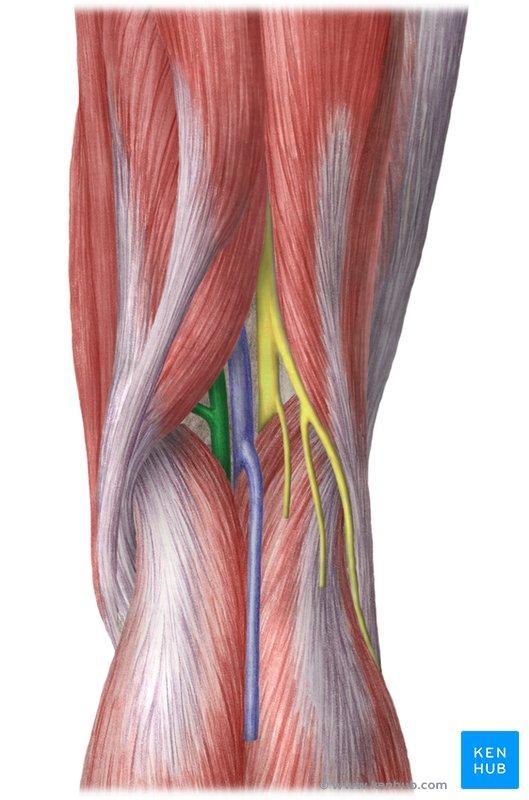 The muscles forming the boundaries of popliteal fossa Popliteal artery