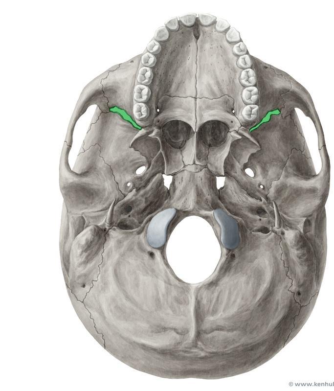 Foramen magnum External occipital crest External occipital protuberance Inferior nuchal line Superior nuchal line Foramen ovale Foramen spinosum