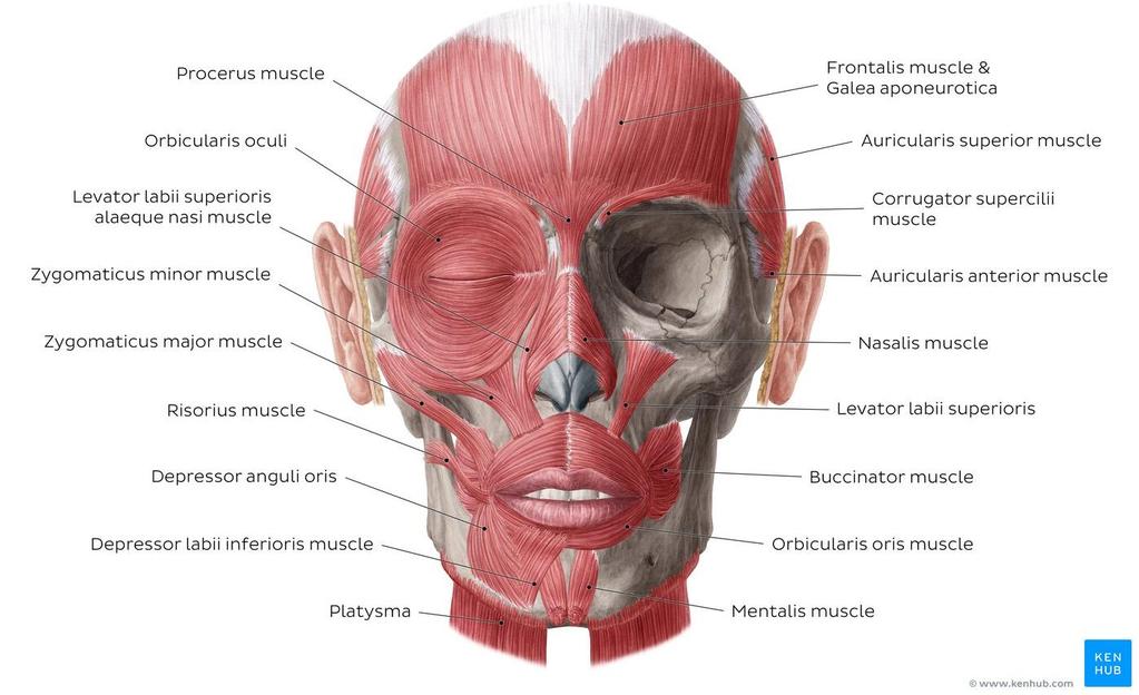 Identify the following muscles (origin, insertion, action and nerve