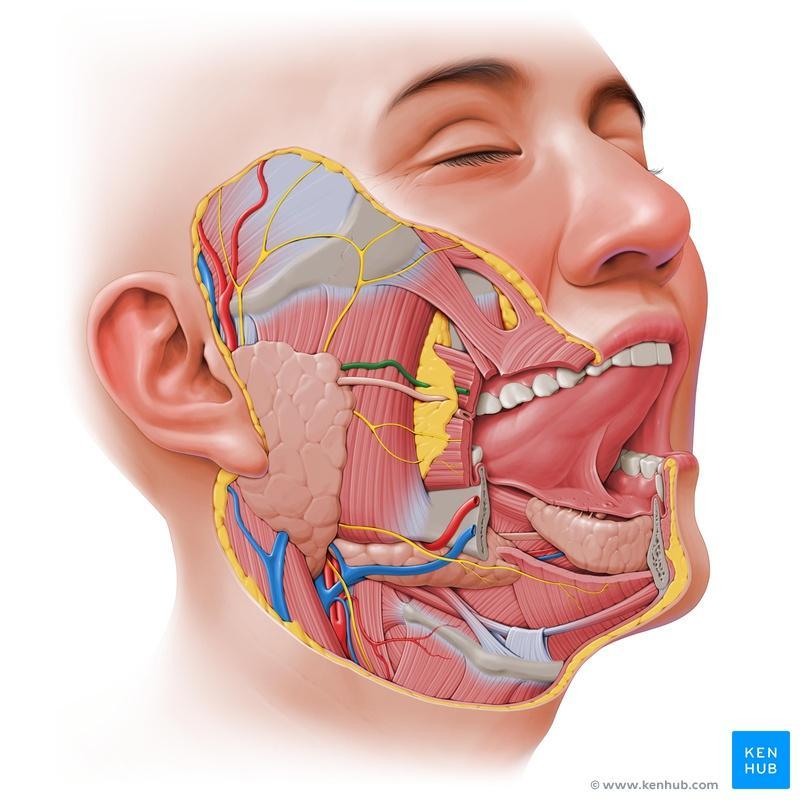 Parotid gland Parotid duct Buccinator Submandibular gland Facial artery Facial