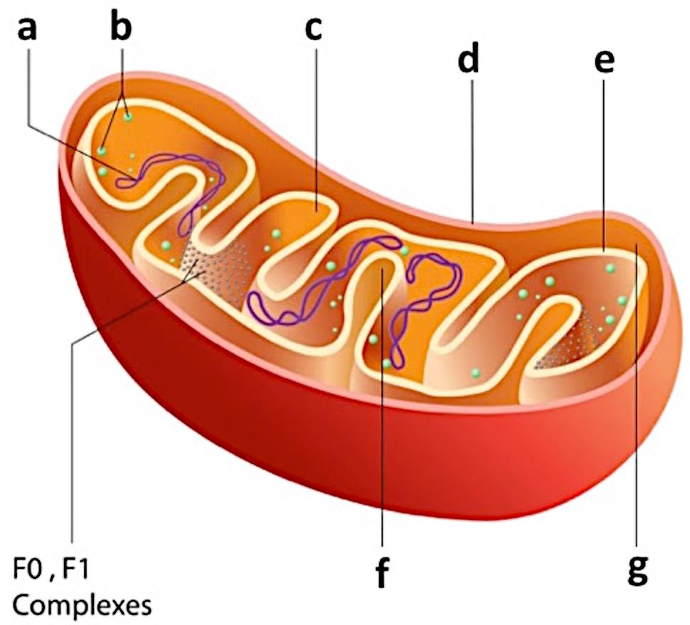 36 37 Label the structures of a mitochondrion. What name is given to the space inside the mitochondria that contains enzymes, DNA, and ribosomes?