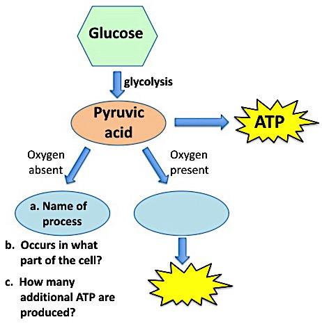 32 33 What happens to the pyruvic acid that is produced during glycolysis if NO oxygen is available to the