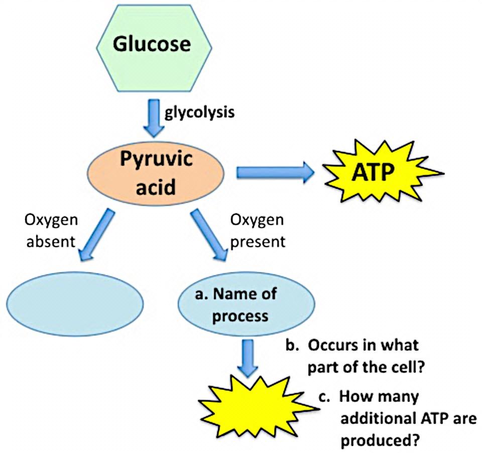 What happens to the pyruvic acid that is produced during glycolysis if oxygen is available to the  34 35
