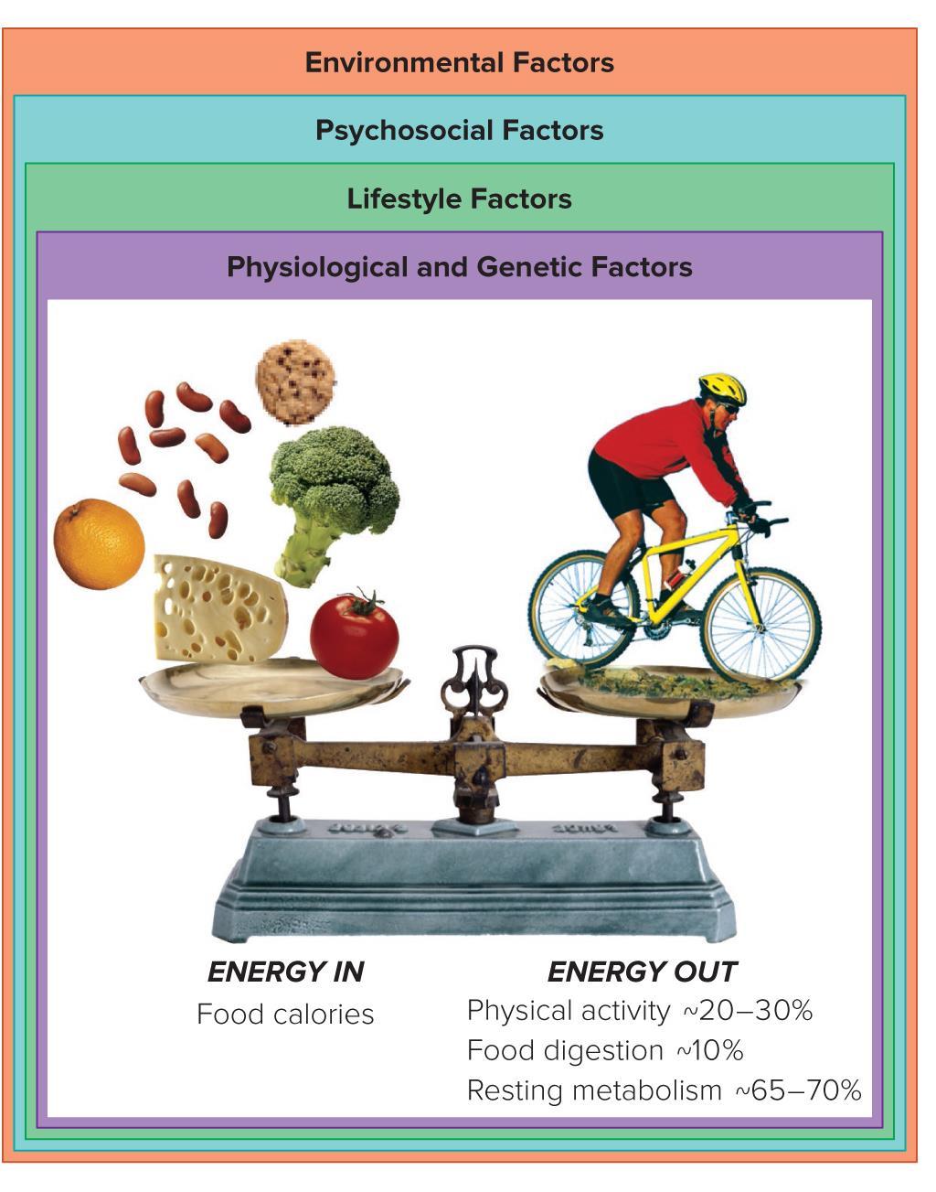 Figure 14.5 The Energy Balance Equation Body weight remains constant if the number of calories consumed equals the number of calories expended.
