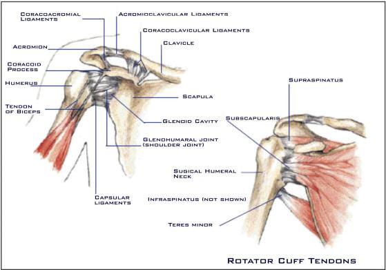 Shoulder Disorders Due to causes related to : 1. Rotator cuff 2.