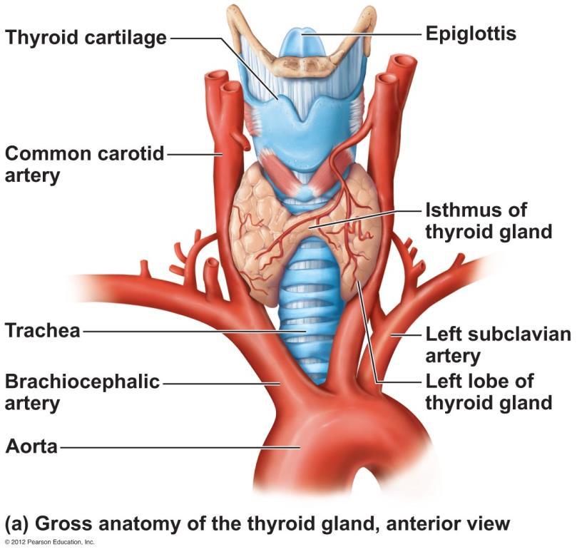 Thyroid Gland Found at the base of the throat Consists of two lobes and a
