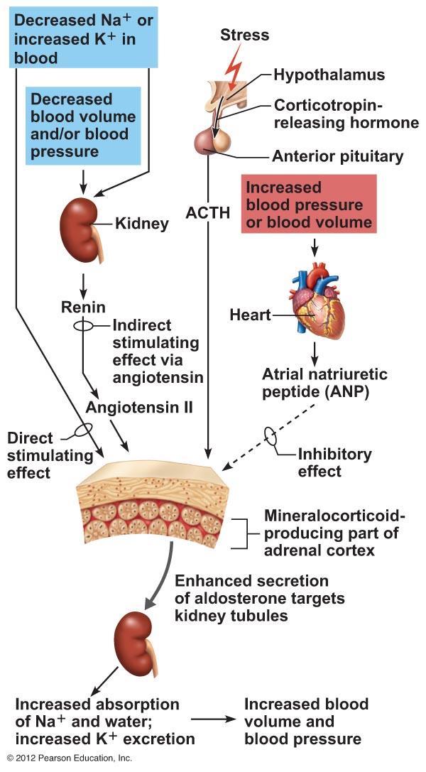Hormones of the Adrenal Cortex Mineralocorticoids (mainly aldosterone) Produced in outer adrenal cortex Regulate mineral content in the blood Regulate water and