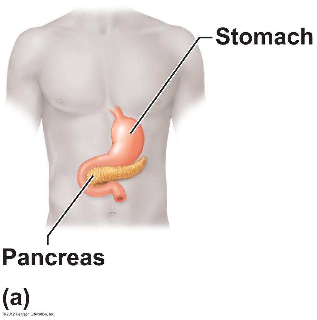 Pancreatic Islets The pancreas is a mixed gland and has both endocrine and exocrine functions The pancreatic islets produce the following hormones: Insulin