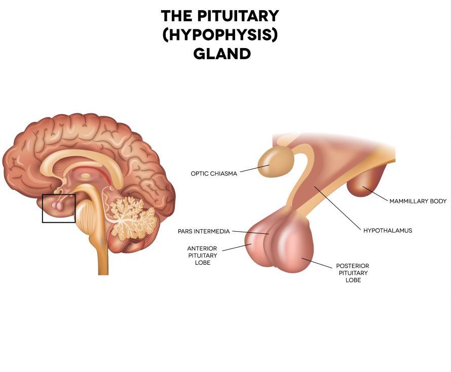 Pituitary Gland Size of a pea Hangs by a stalk from the hypothalamus in the brain Protected by the sphenoid bone Two