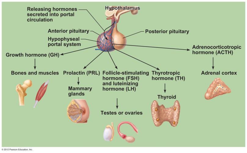 Hormones Associated with Anterior Lobe of Pituitary (ALP) Characteristics of all anterior pituitary hormones Protein based Act through second-messenger systems Regulated by hormonal stimuli, mostly