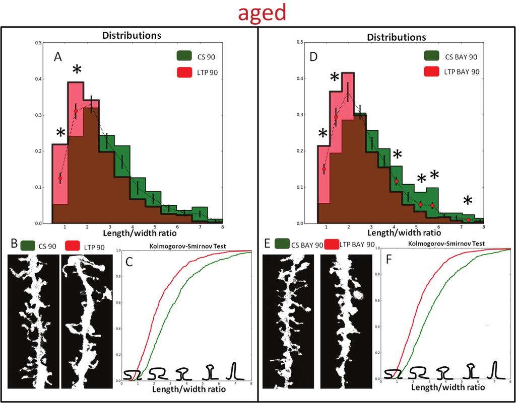 inhibition of glycogen degradation suppressed HFSinduced spine maturation in young animals, whereas the opposite was seen in aged rats.