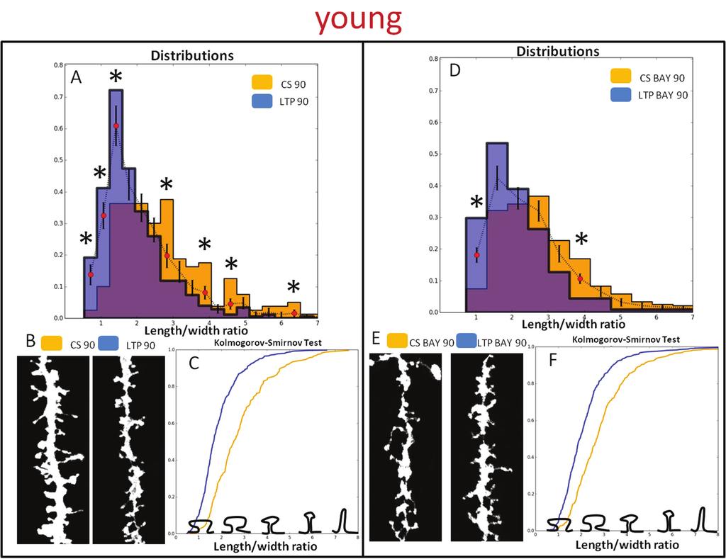 We found that BAY treatment restrained HFS-induced maturation of spines in young rats. The statistically significant differences were found solely in two bins of the distribution (Figure 5D).