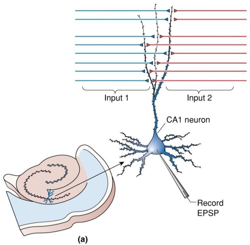 Properties of LTP 1 CA1 neurons show small EPSPs in response to intermittent, single electrical shocks of small bundles of their Schaffer collateral