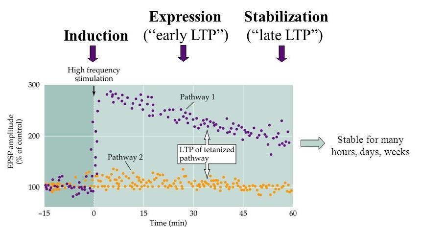 Phases of LTP LTP can be divided into three discrete phases, which have distinct mechanistic underpinnings: induction, expression and
