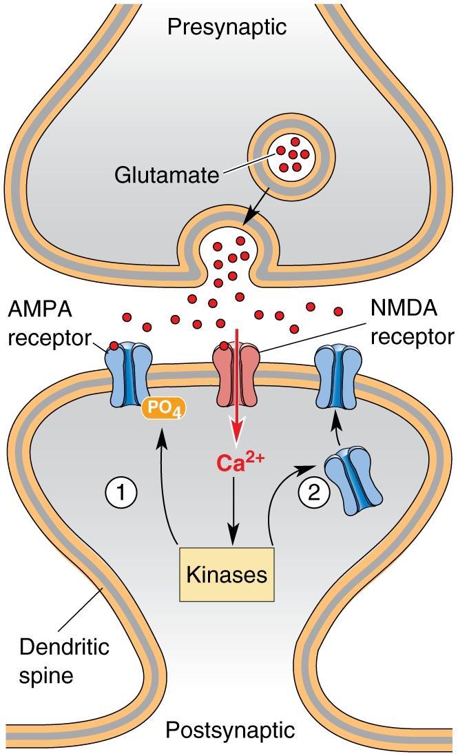 Induction of LTP 1 NMDA receptors conduct calcium ions, but only when glutamate binds and the membrane is depolarized enough to displace the magnesium ions that clog the channel.